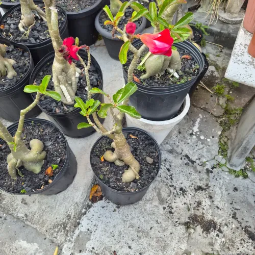 Promoção de rosas do deserto no atacado! As mais baratas da Paraíba!