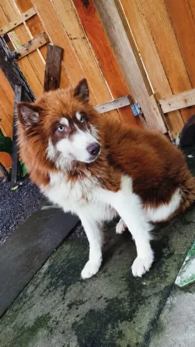 Husky siberiano (adulto)