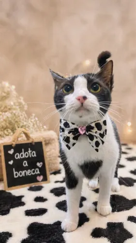 Gatos lindos para adoção 