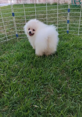 Macho na cor creme Lulu da Pomerânia anão