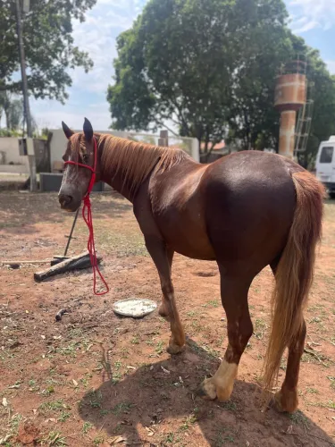 Cavalo a venda 