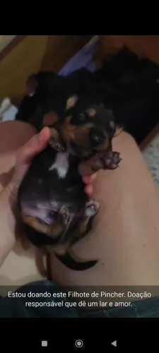 Cachorro Pincher