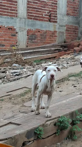 DOAÇÃO FILHOTES AMERICAN PITBULL TERRIER