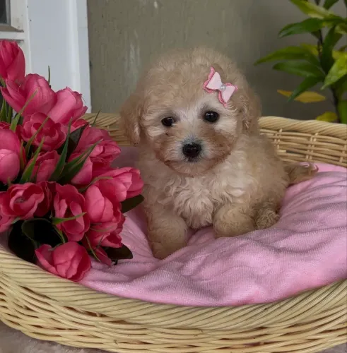 Poodle toy fêmea Abricot