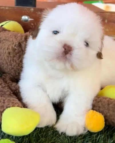 Shih tzu | O pet ideal existe