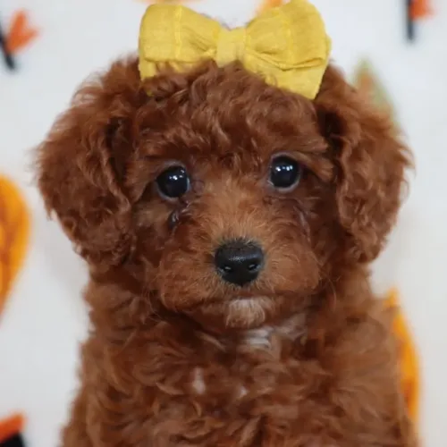 Poodle Toy Red: Linda fêmea