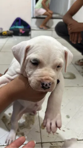 Pitbull