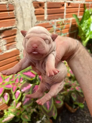 Filhotes de sharpei