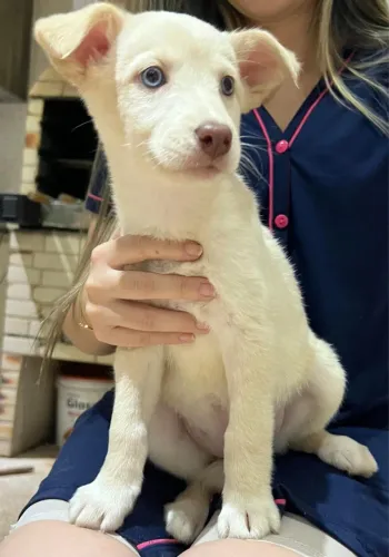 Cachorra Fêmea - Husky e labrador