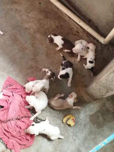Doação de cachorros Pitbulls