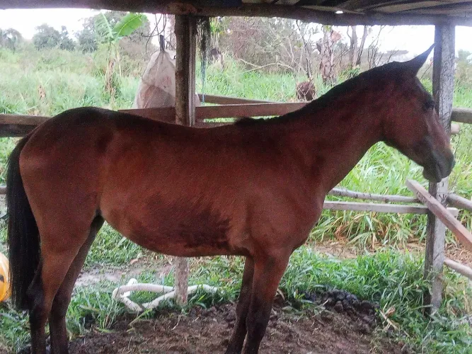Vendo potra