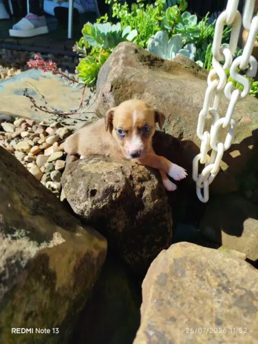 Filhote de cachorro