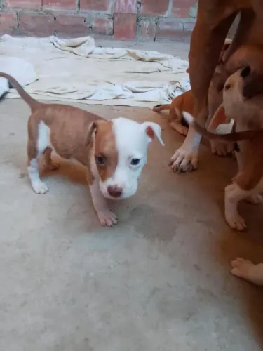Pitbull macho 450