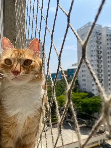 Doação Gato dócil 