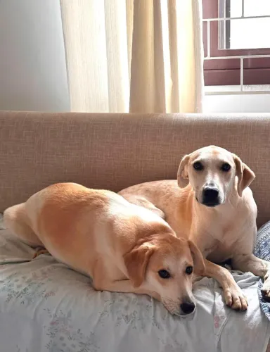Adoção responsável - Daphine e Velma