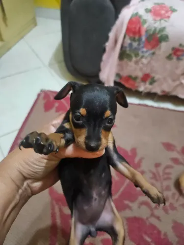 Pincher tamanho 2