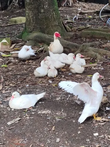 Patos para venda 