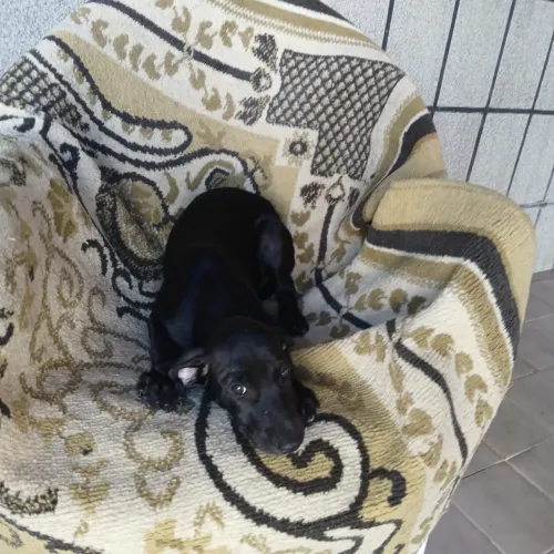 Doação de cachorro