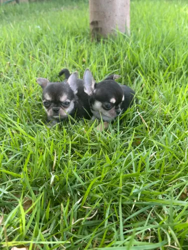 Filhote de Chiuhuahua macho pelo curto 