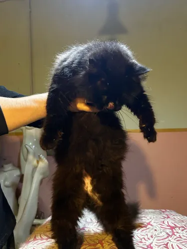 Gatinho preto