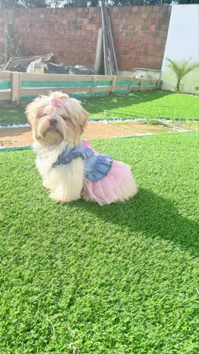 Shih tzu fêmea 4 meses
