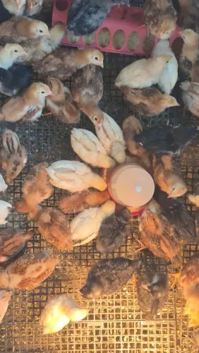 Pintinhos raça pura e híbridos 