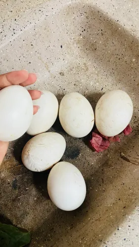 Ovos de gansa 