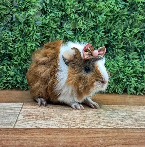 Porquinho da india