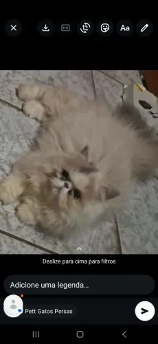 Gata persa femea