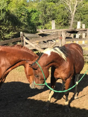 Cavalo