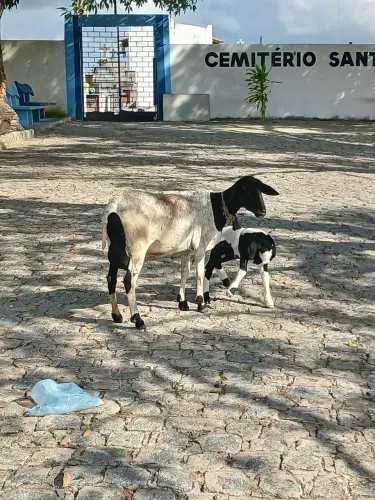 Ovelha