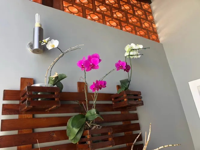 Suporte para plantas paletes
