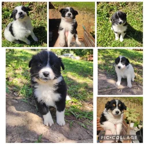 Filhotes de Border Collie puros