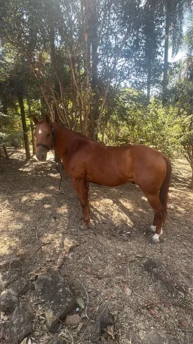 Cavalo Quarto de Milha