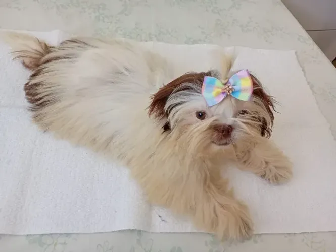 Filhote com 4 meses /com as vacinas em dia / Fêmea. SHIH-- TZU...