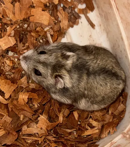 PROMO - hamster anao russo - MACHO E FÊMEA
