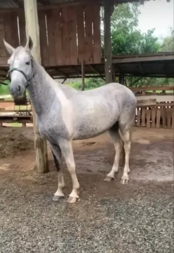 Cavalo manga larga 6 anos super manso