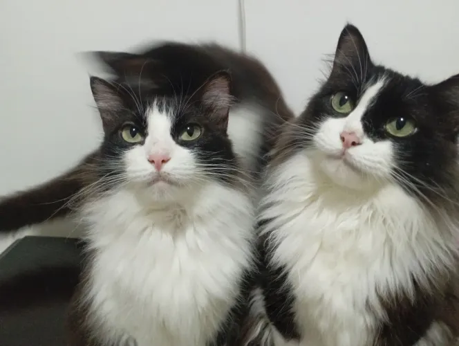 Lindas gatas para adoção responsavel