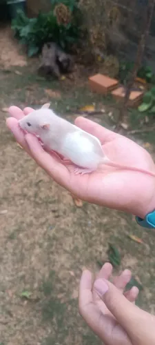 Rato Twister