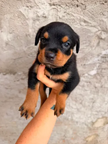 Cachorro Rottweiler