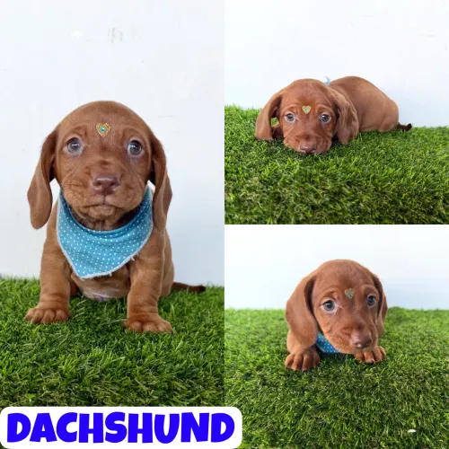 Lindo Machinho de Dachshund (Basset, Copaf, Teckel) aqui no Puppy Stop
