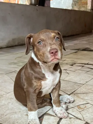 American bully FÊMEAS