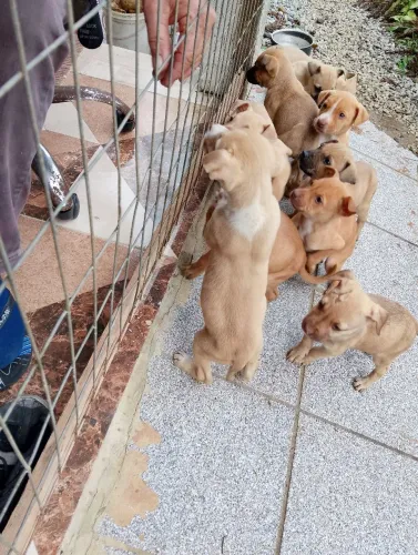 Cachorro mm