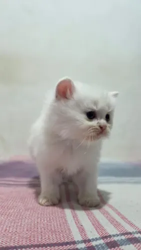 Gato persa 