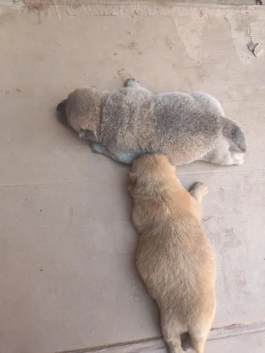 Chow Chow