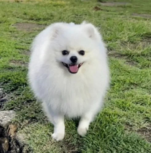Lulu da Pomerânia Spitz Alemão