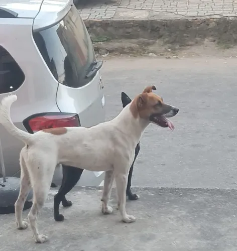 Cães abandonados são dois