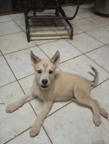 Vendo filhotes de husky