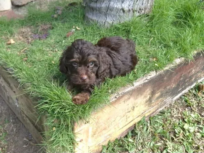Lindo mestiço de Poodle  com Yorkshire.  Aceito cartão e pix 