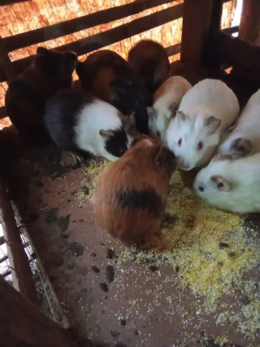 Porquinho da índia